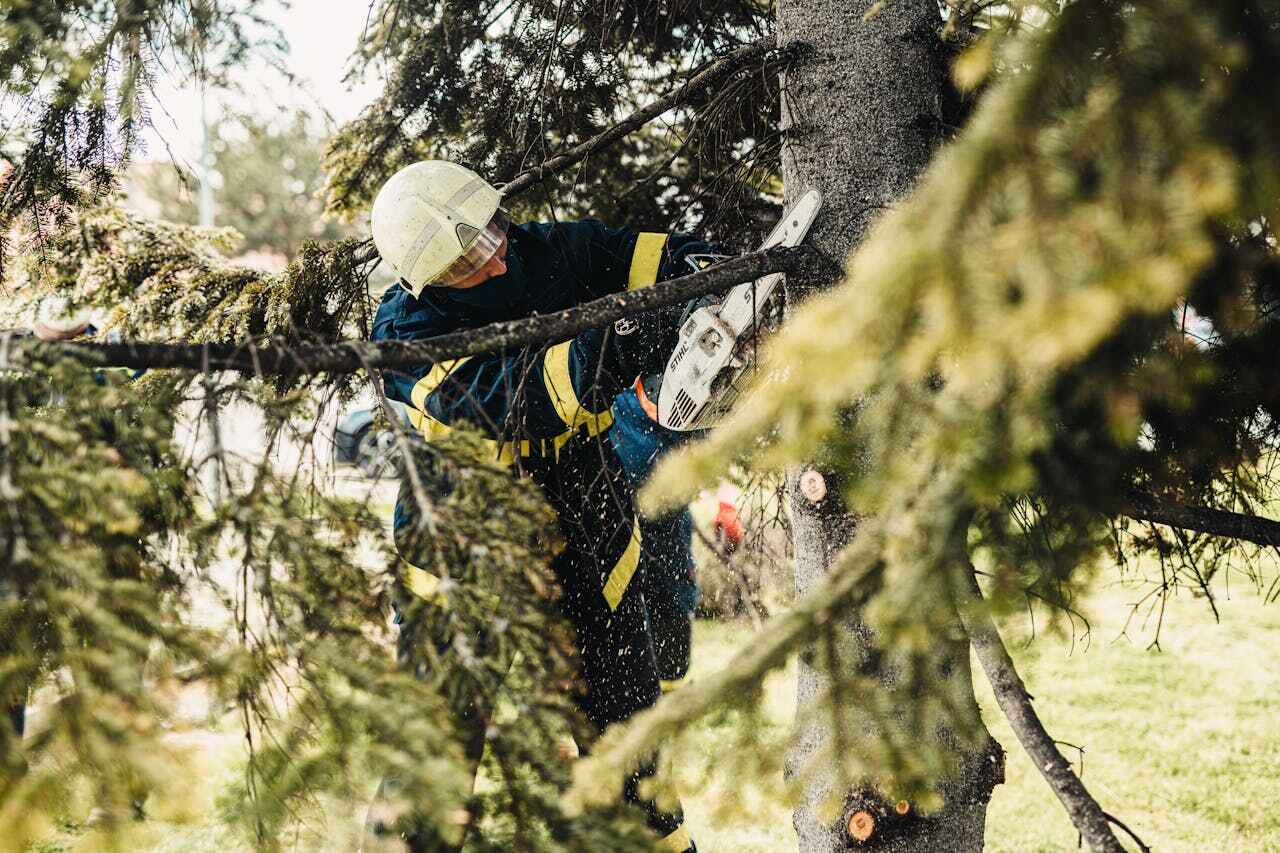 Large Tree Removal in Grant, MN